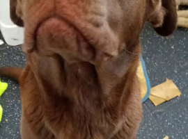 Cane corso x Labrador 2 years old