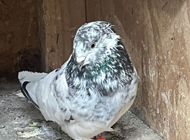 Pakistani High Flyer Pigeons Birds