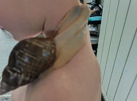 3 adult giant African snails