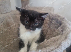 4 kittens for new homes