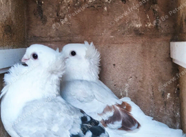 German owls