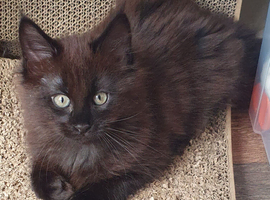 Stunning Main Coon girls