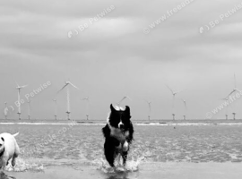 4 year old border collie for sale