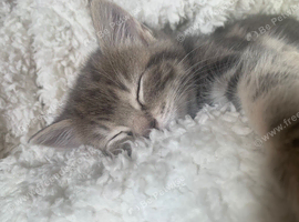 For Sale 2 Gorgeous Grey Tabby Kittens