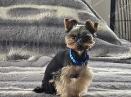 Tiny gorgeous boy Toby for stud