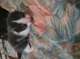 Lovely kittens