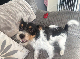 1 year old biewer terrier
