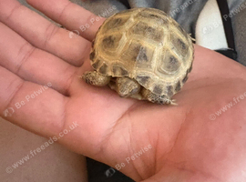 Female Baby tortoise for sale