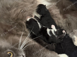 Kittens