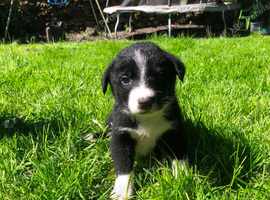 Border Collie Puppies
