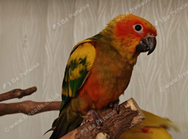 Loving parrot for sale