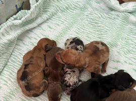 Miniature dachshunds