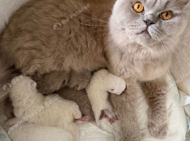 BEAUTIFUL BRITISH LONGHAIRED KITTENS FOR SALE
