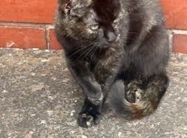 Tortoise shell cat
