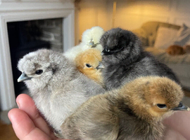 USA silkies