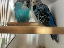 Pair of exhibition budgies for sale