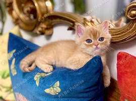 Two beautiful Persian kittens