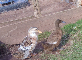 Young ducks
