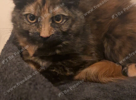 Beautiful BSH & BLH Type Kittens &mdash; Ready for Forever Homes