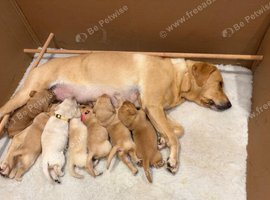 Pedigree Yellow Labrador Puppies