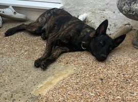 Dutch shepherd female