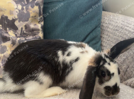 english lop for sale