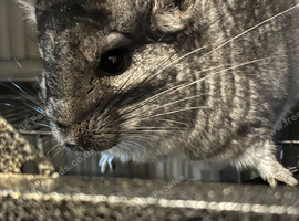 Female and male chinchillas