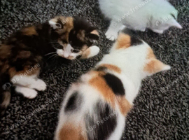 Ginger black and white kittens
