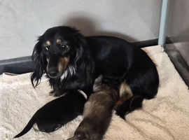 Kc reg miniature daschunds long hair
