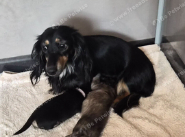 Long haired miniature daschund pups