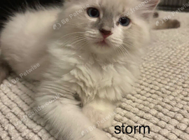COSTA.STORM pure ragdolls ready now stunning