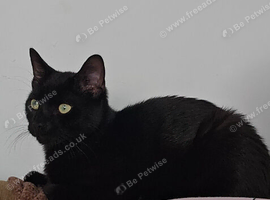 Male cat