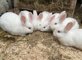 Lovely pure New Zealand male rabbits