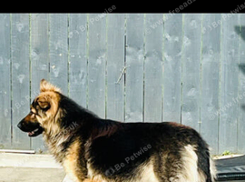 2 year old german shepherd.