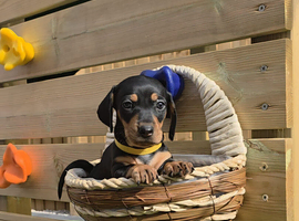 Last pup ready now Miniature dachshund puppies