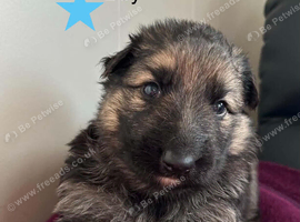 Beautiful German Shepherd Puppies