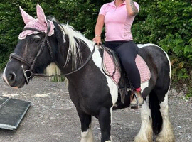 Gypsy cob