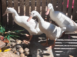 Trio white runner ducks