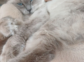 2 gorgeous female ragdolls available