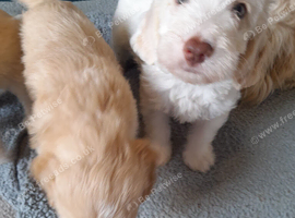 Gorgeous Cockapoo pups