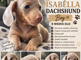 Last boy 8weeks Sunday