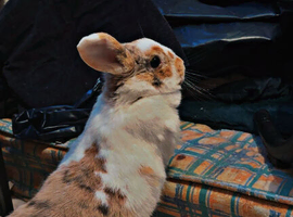 Rabbit Girl with cage for sale