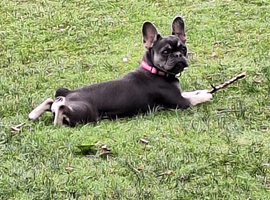 6 month old French bulldog