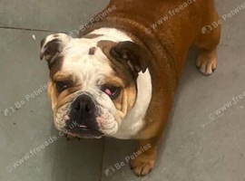 English bulldog pearl
