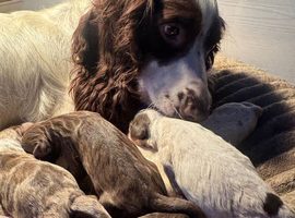 Beautiful Sprocker Puppies