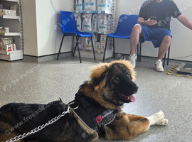 Female Caucasian shepherd full breed 8 months old