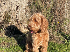 ADORABLE QUALITY RED COCKERPOO NEUTERED RED BOY