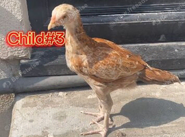 4 young game Bird aseel  chickens