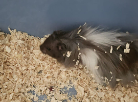Syrian hamster