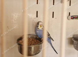 Baby budgies looking for there forever home